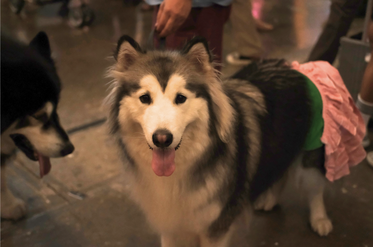 Kartu Kredit untuk Pecinta Hewan: Solusi Praktis Mengelola Kebutuhan Hewan Peliharaan