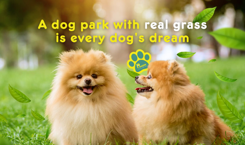 hero-promo-pawppy.jpg?rev\u003d8450dd4ec