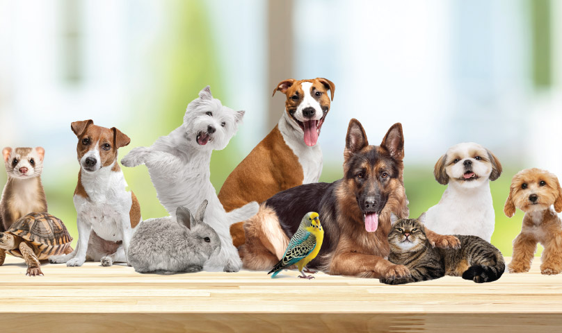 Save up to 50% - Pet Vet