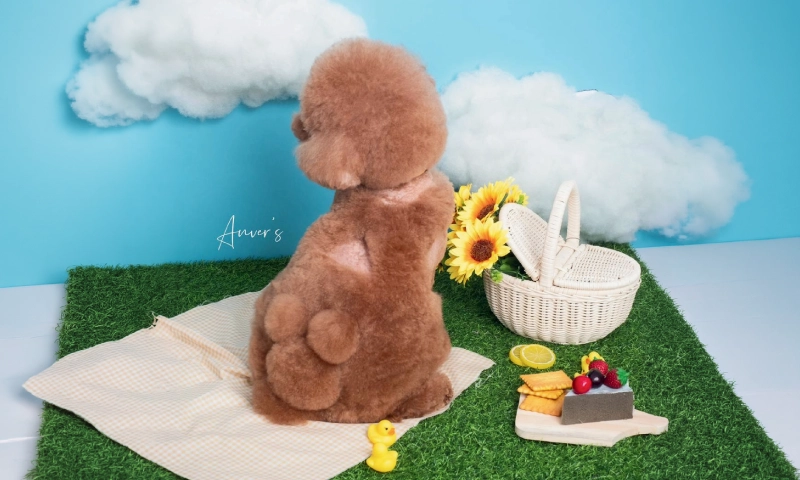 Hemat 20% | Cicilan 0% hingga 12 Bulan - Groomer Anver